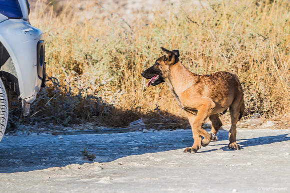Alert Canaan Pup on Site 210621-2