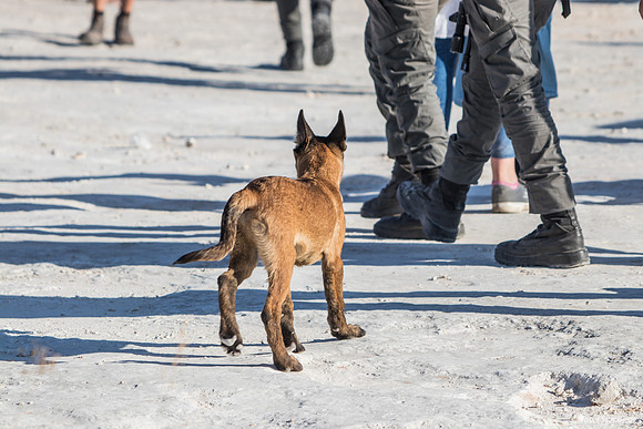 Canaan Pup Looking for Action 210621-3