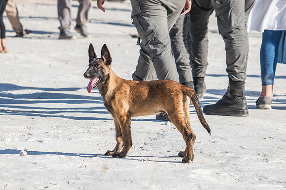Canaan Pup Looking for Action 210621-4