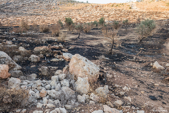 Torched Olive Grove 210621-3