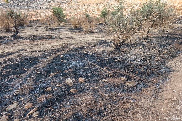 Torched Olive Grove 210621-4