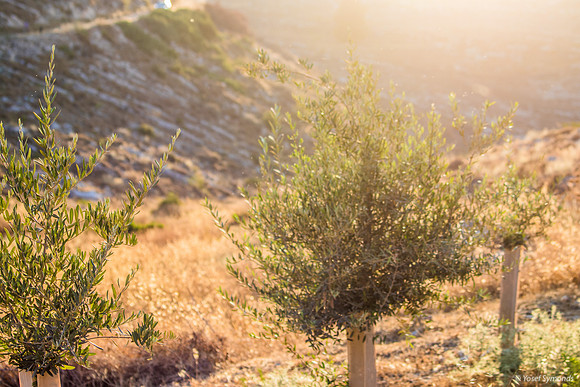 Olive Tree Saplings 210621-1