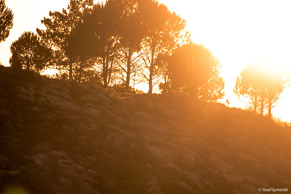 Trees on Hilltop 210621-1