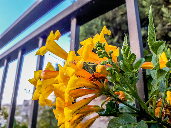 Yellow Trumpet Flower 2
