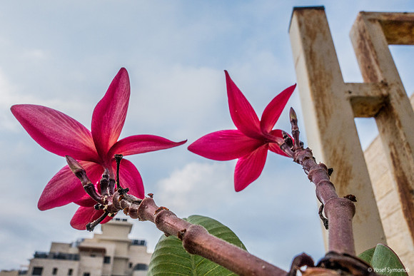 Red Frangipani Flower Siblings