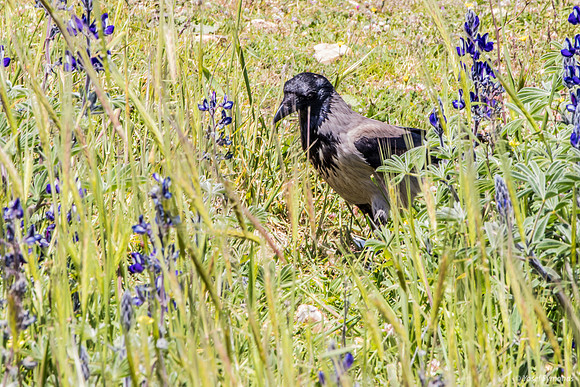 Crow Prowling Amongst the Lupins 220328-2
