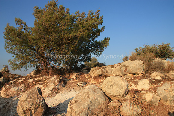 Mem 3 Antiquities Ramat Beit Shemesh  (17)