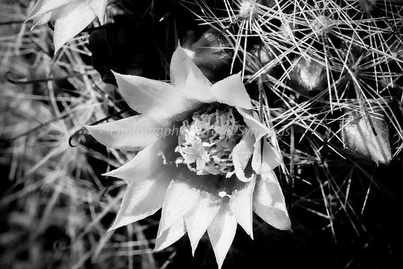 170414-CactusGarden-9999_11-2