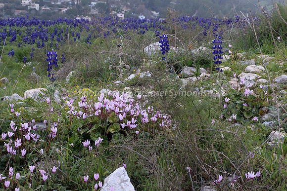 Cyclamens and Lupins