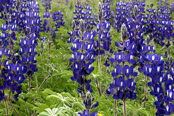 Field of Lupins