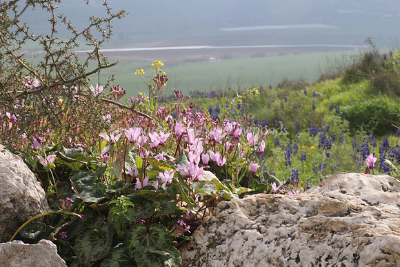 Cyclamen Between Rocks 1