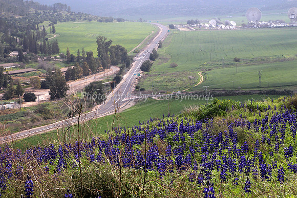 Hilltop Lupins with Highway #375 in Background 2