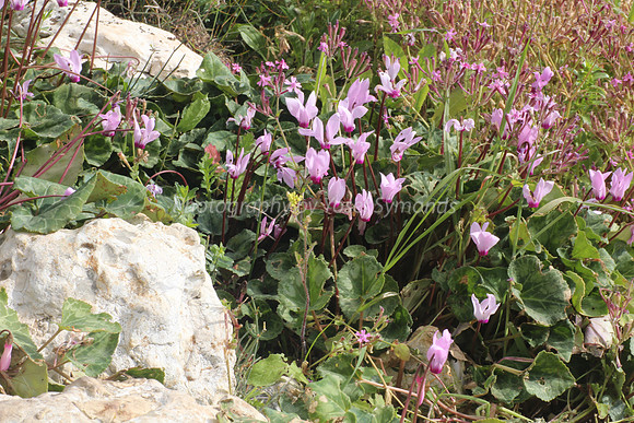 Cyclamens Among Rocks
