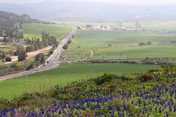 Hilltop Lupins with Highway #375 in Background 2