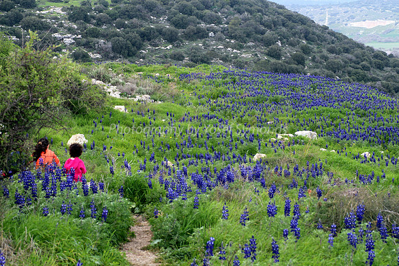 Children on Lupin Hill 2