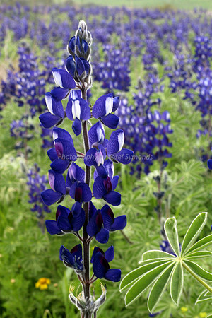 Lupin and Distinctive Petal