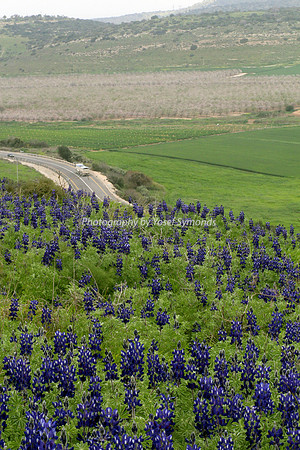 Hilltop Lupins with Highway #375 in Background 5