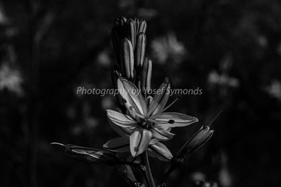 180302-GivatHaturmosim-2348