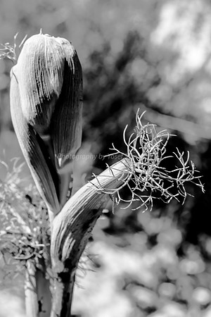 180302-GivatHaturmosim-2383