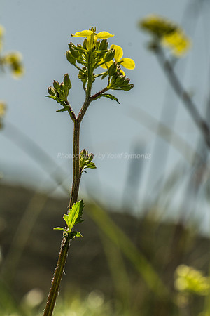 180302-GivatHaturmosim-2573