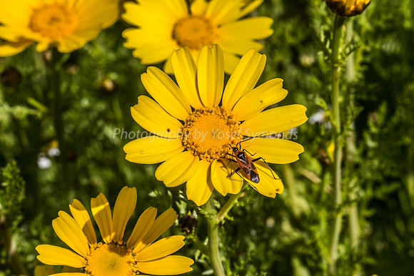Milkweed Bug on Daisy 2