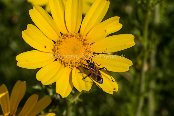 Milkweed Bug on Daisy 3