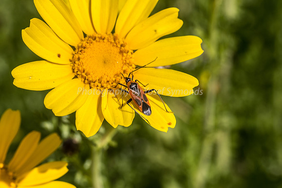Milkweed Bug on Daisy 4