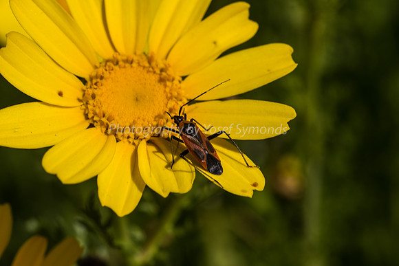Milkweed Bug on Daisy 5