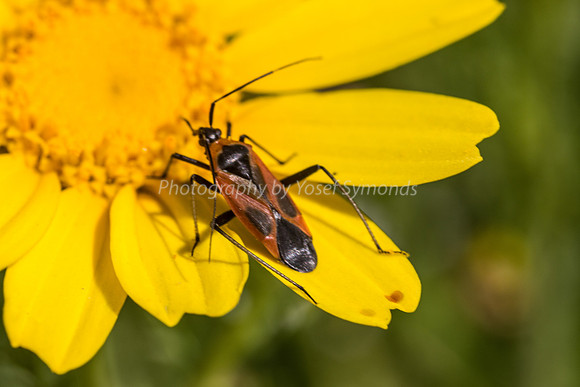 Milkweed Bug on Daisy 6