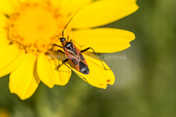Milkweed Bug on Daisy 7
