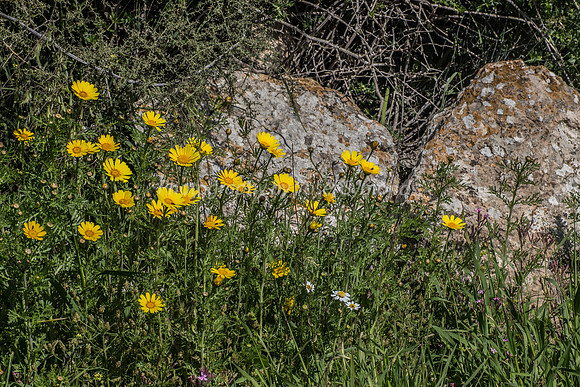 180302-GivatHaturmosim-2510-2