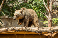 Biblical Bears 180905-9