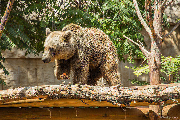Biblical Bears 180905-9