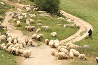 SheepFlockRBS_7657