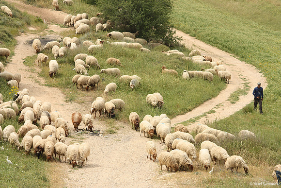SheepFlockRBS_7657