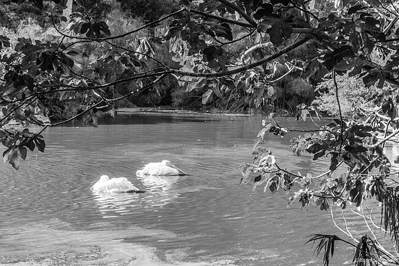 Resting Pelicans 220918-2
