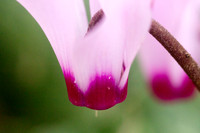 Cyclamen 180208-3