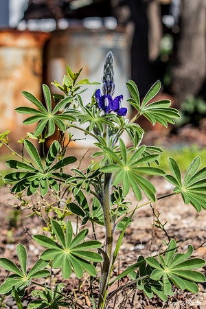 Early Lupin in Man Environment 200228-2
