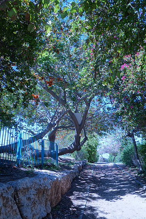 Enchanted Lane 3