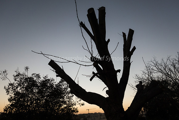 Pruned Tree Maor Park 181218-3