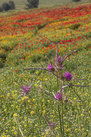 Syrian Thistle 180401-1