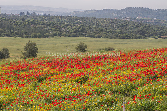 Poppy Field 180401-1
