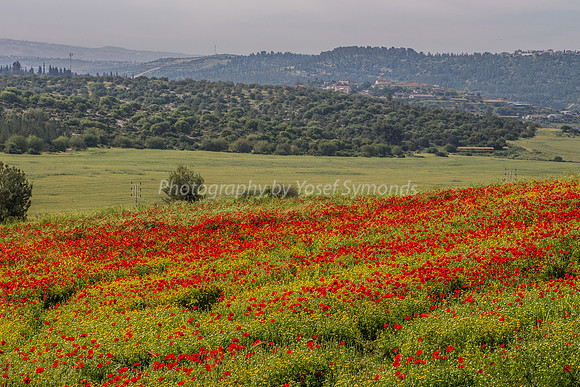 Poppy Field 180401-3