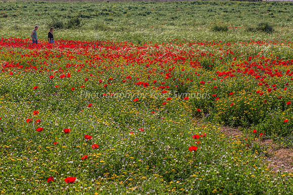 Poppy Field 180401-4