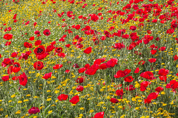 Poppy Field 180401-5