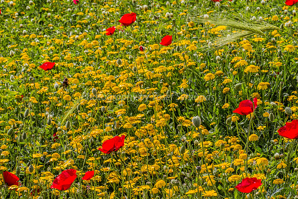 Poppy Field 180401-6