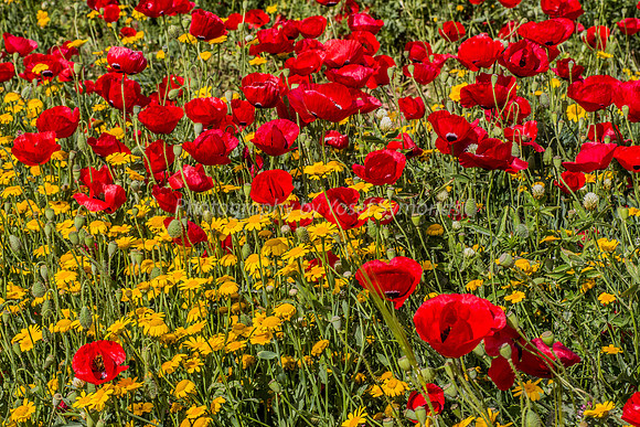 Poppy Field 180401-9