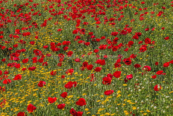 Poppy Field 180401-7