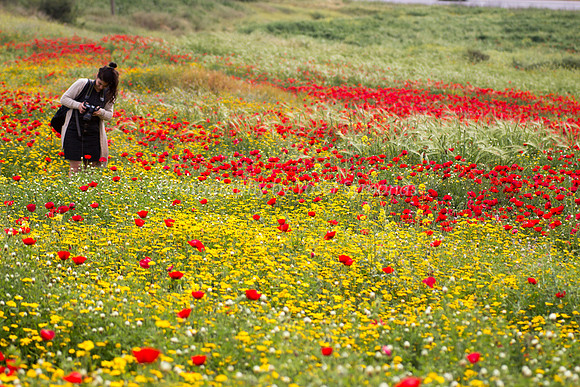 Poppy Photographer 180401-1