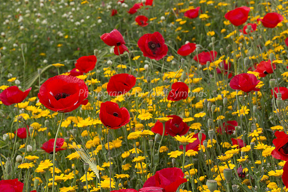 Poppy Field 180401-20